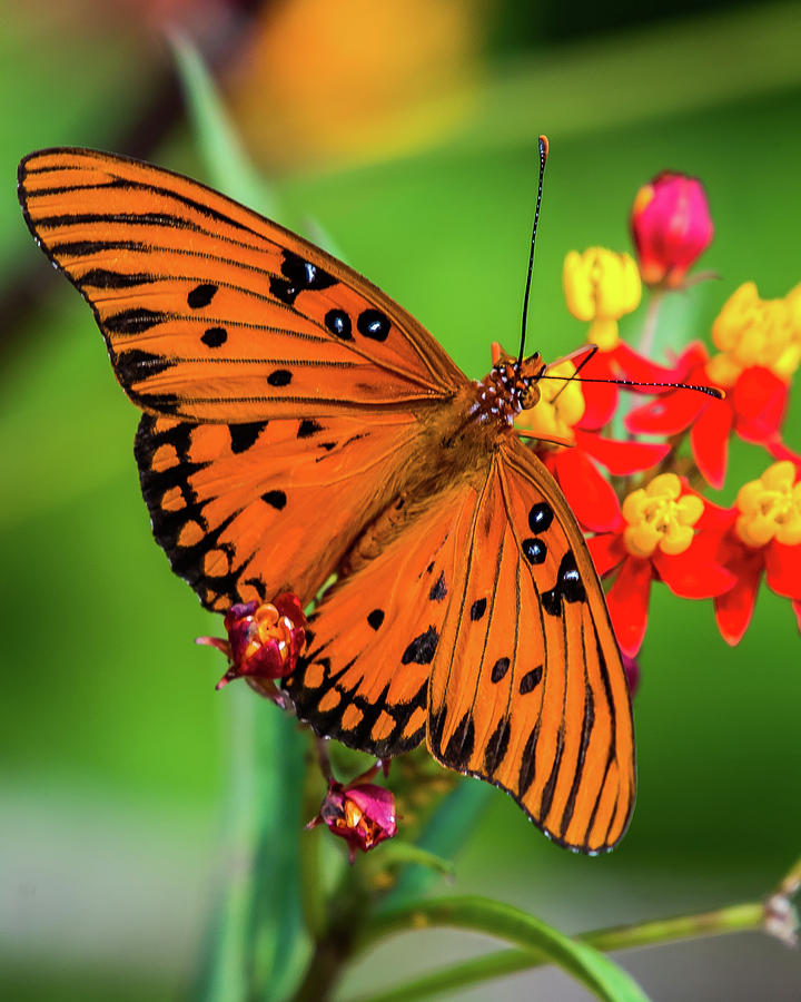 Butterfly on red and yellow flower Photograph by William Krumpelman ...