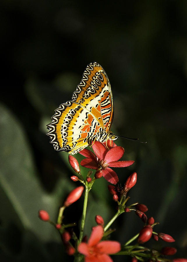 Butterfly Photograph - Butterfly on Red by Kathleen Prince