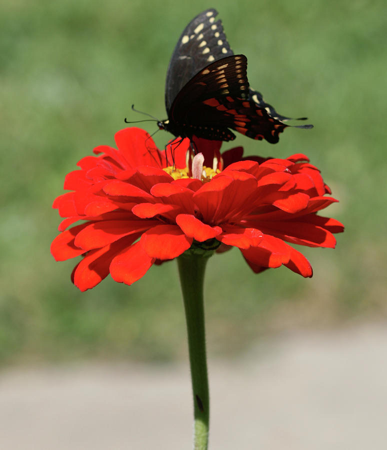 Butterfly on red zinnia by Peg Toliver Butterfly on red zinnia by Peg Toliver