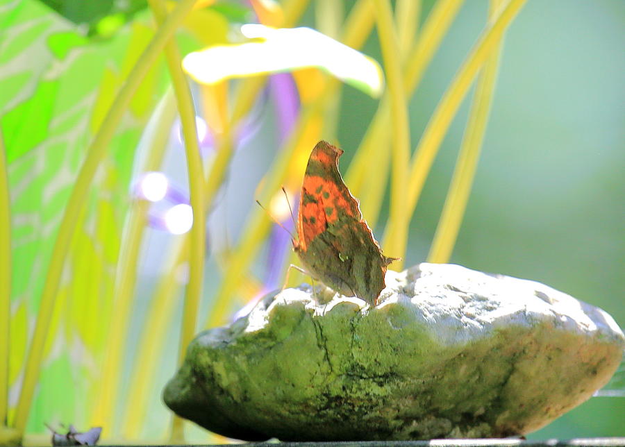 Butterfly on Rock Photograph by PJQandFriends Photography