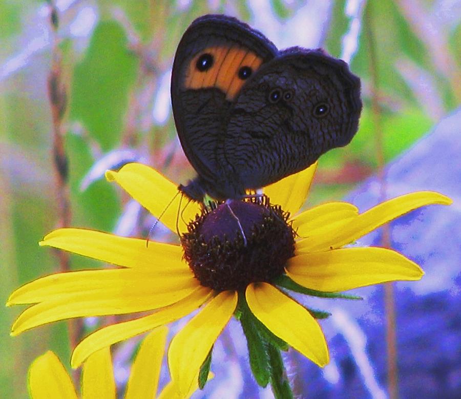 Butterfly on Rudbeckia Photograph by Angela Davies