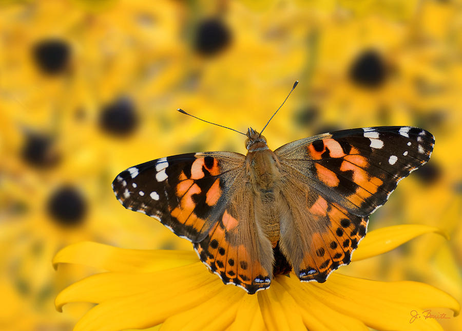 Butterfly on Rudbeckia Photograph by Joe Bonita