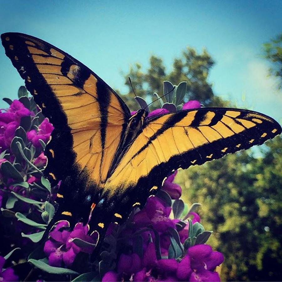 Butterfly Photograph - Butterfly On Sage. #butterfly #sage by Christi Vest