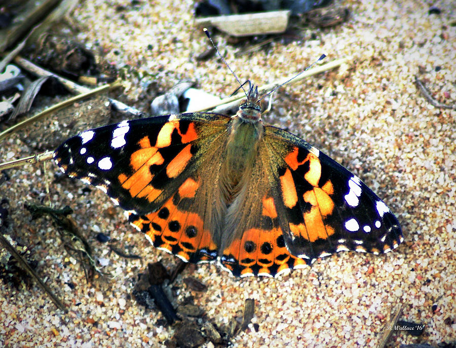 Butterfly On Sand Photograph by Brian Wallace
