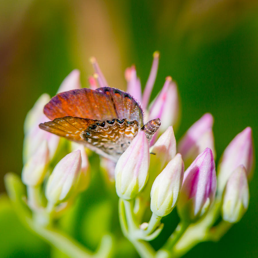 Butterfly on Sedum Photograph by SR Green