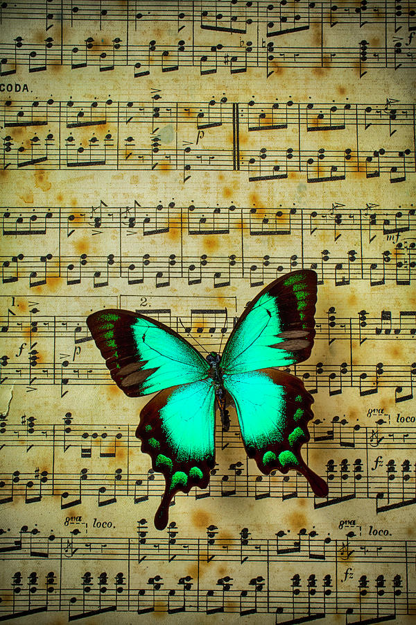 Butterfly On Sheet Music Photograph by Garry Gay