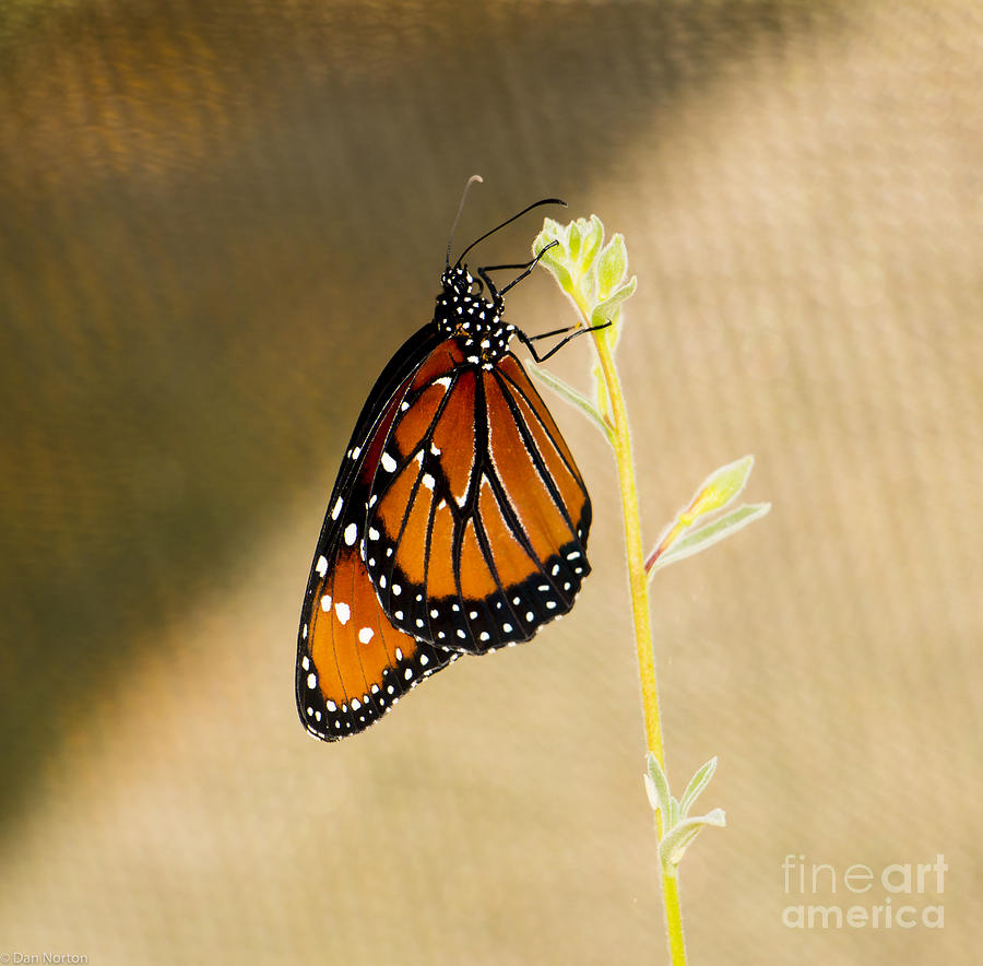 Butterfly on Stalk Photograph by Dan Norton