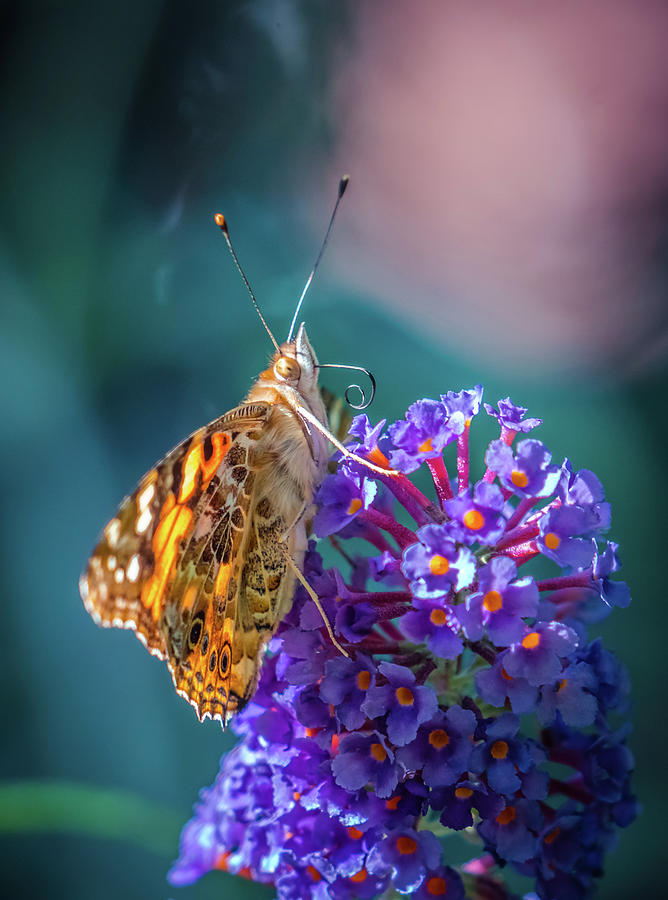 Butterfly on the flower 2 Photograph by Lilia S