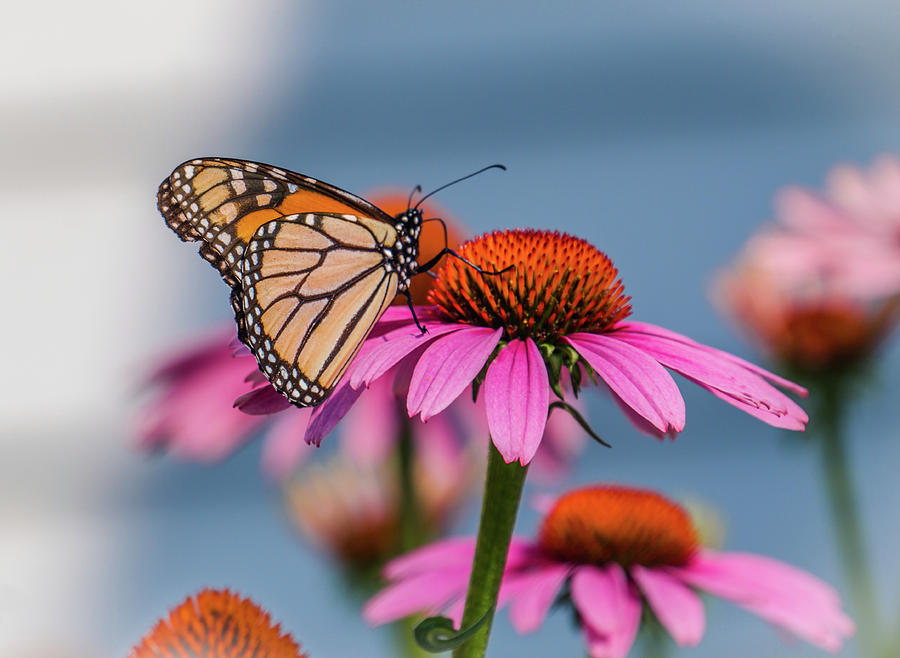 Butterfly On The Pink Flower Photograph by Lilia S