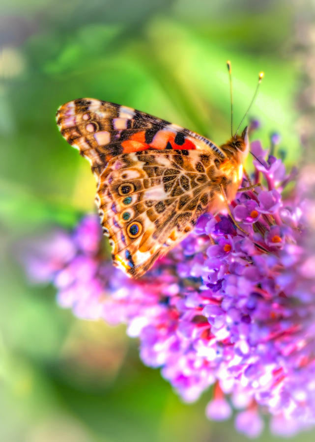 Butterfly on the purple flower Photograph by Lilia S