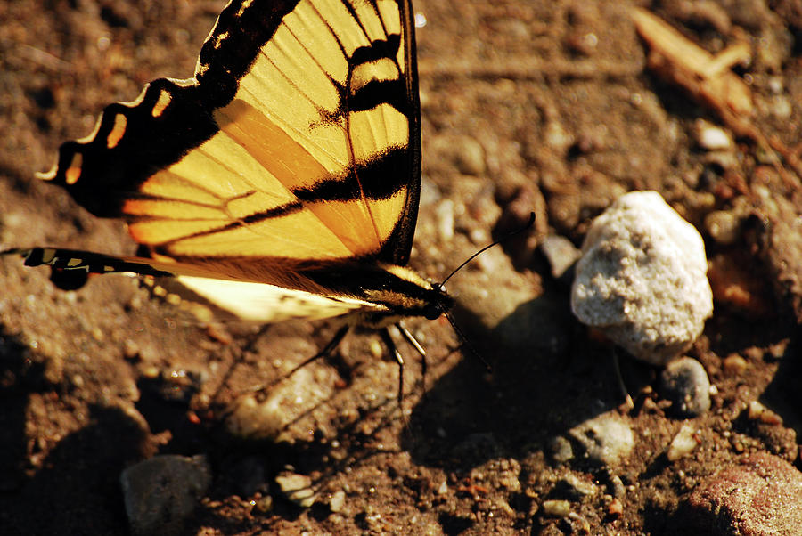 Butterfly on the Rocks Photograph by Lori Tambakis