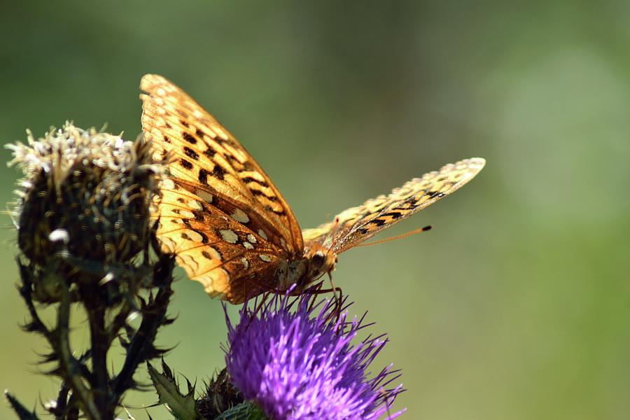 Butterfly on the Trail Photograph by Nicole Crabtree - Fine Art America