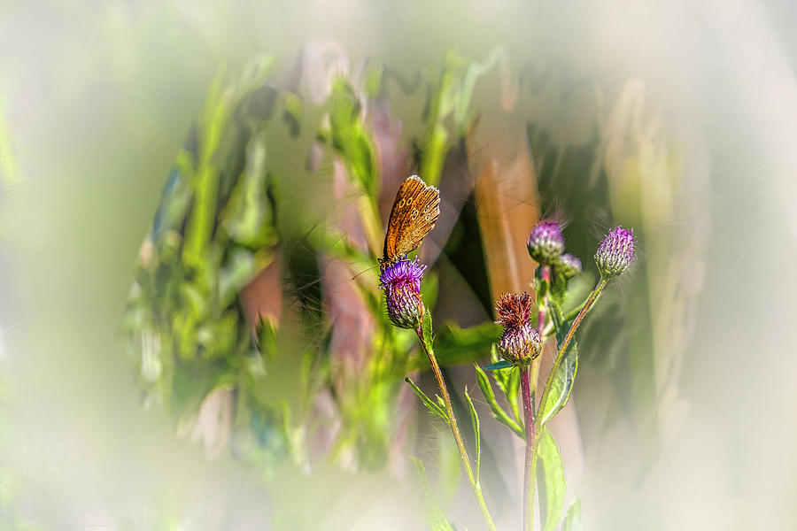 Butterfly On Thistle Bloom @h7 Photograph