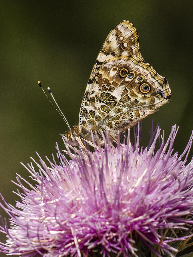 Butterfly Photograph - Butterfly on Thistle by Jean Noren