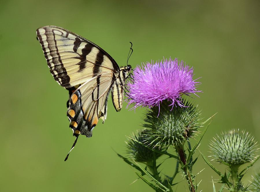 Butterfly on Thistle Photograph by Judy Genovese
