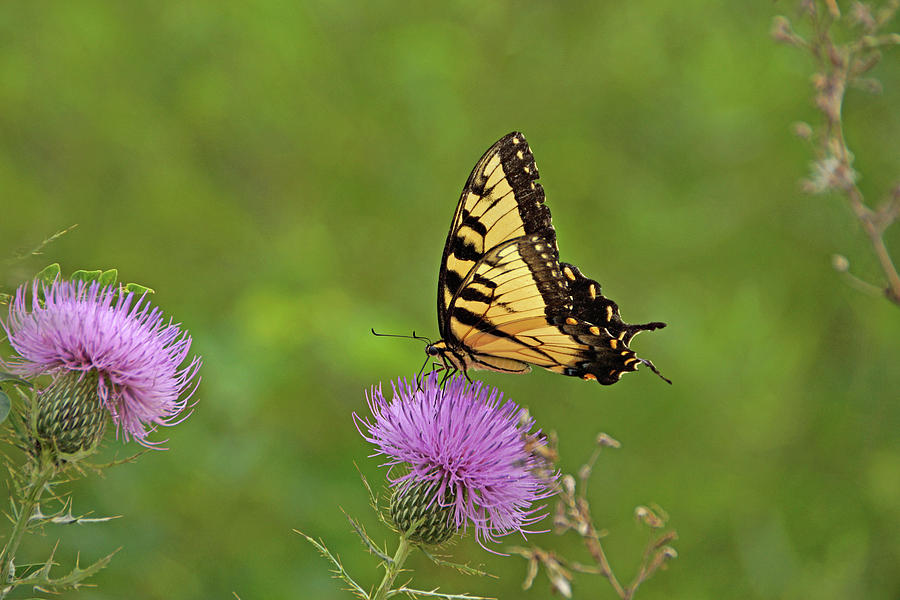 Butterfly on Thistle Photograph by Sandy Keeton