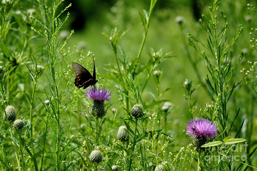Butterfly on Thistle... Photograph by Thomas Gorman