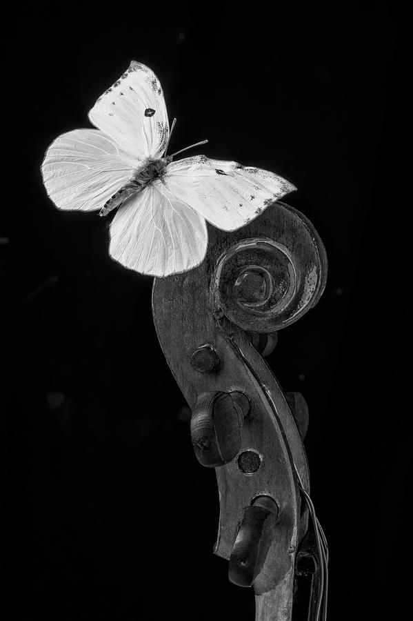 Butterfly On Top Of Violin Photograph by Garry Gay