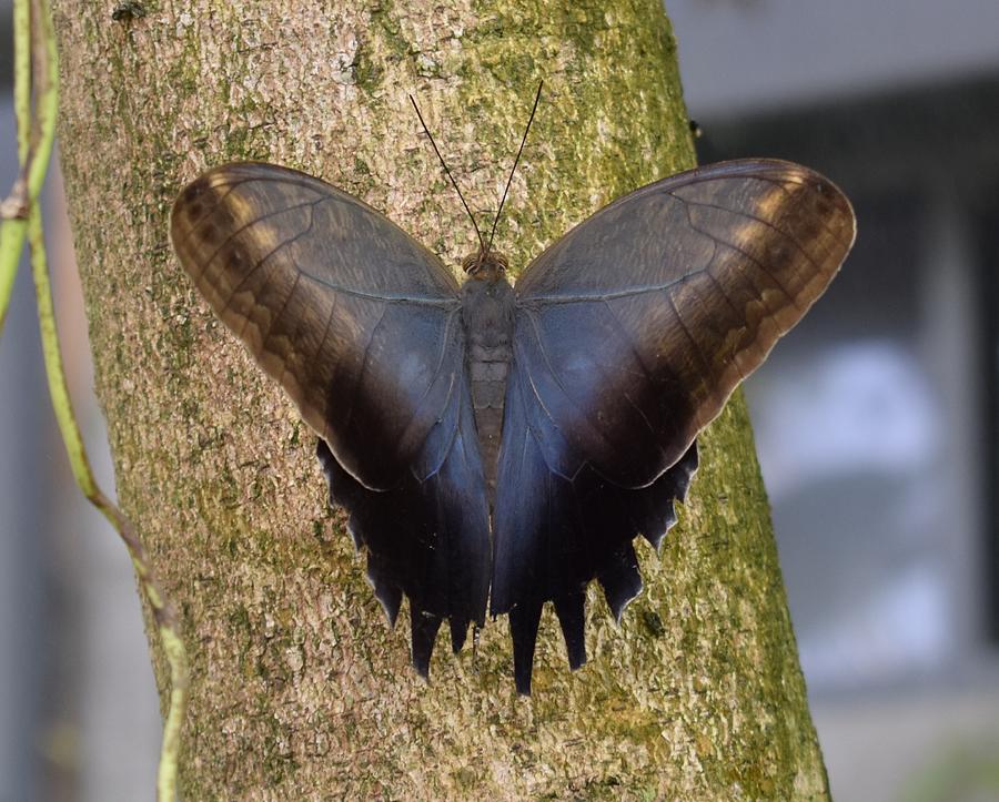 Butterfly on Tree bark Photograph by Marta Pawlowski
