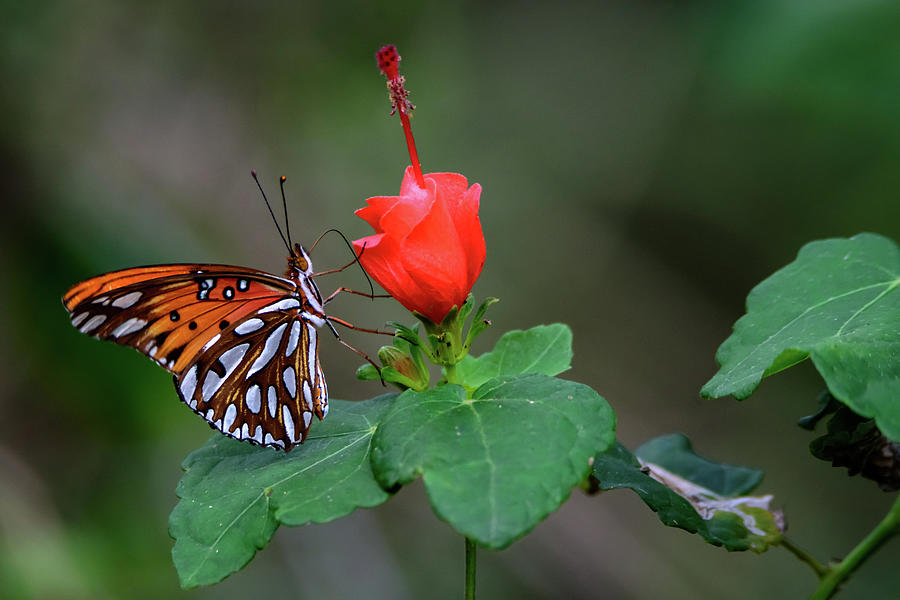 Butterfly on Turks Cap Photograph by Debra Martz