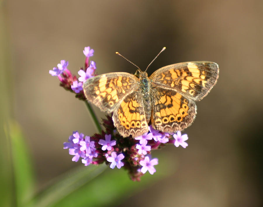 Butterfly on Verbena Photograph by Robert E Alter Reflections of Infinity