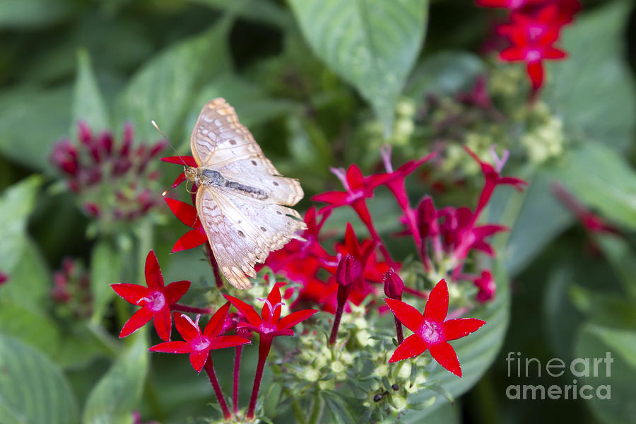 Butterfly on Vibrant Red Flower Photograph by Karen Foley