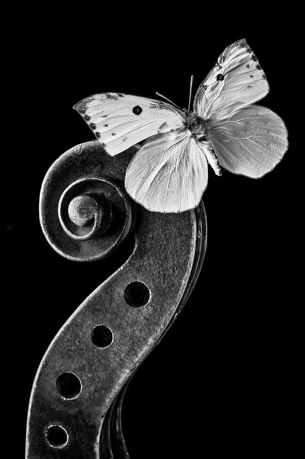 Butterfly On Violin Scroll Photograph by Garry Gay