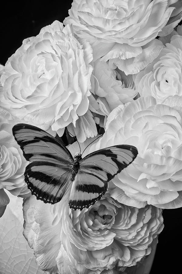 Butterfly On White Ranunculus Photograph by Garry Gay