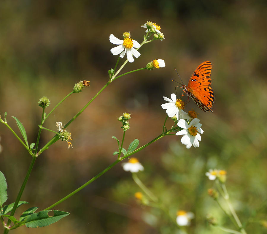 Butterfly on Widflower Photograph by Sandy Keeton