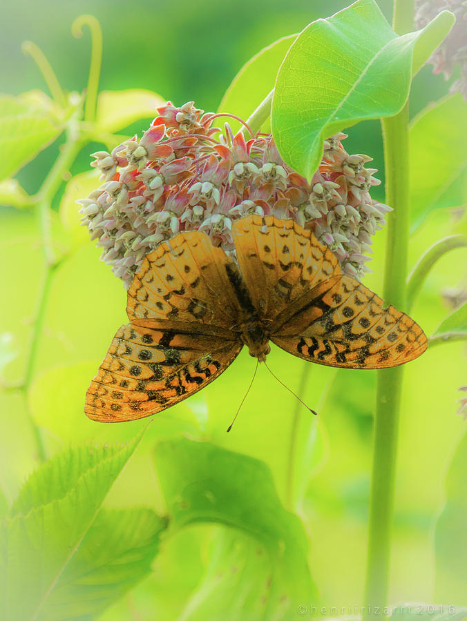 Butterfly On Wild Flower Photograph by Henri Irizarri
