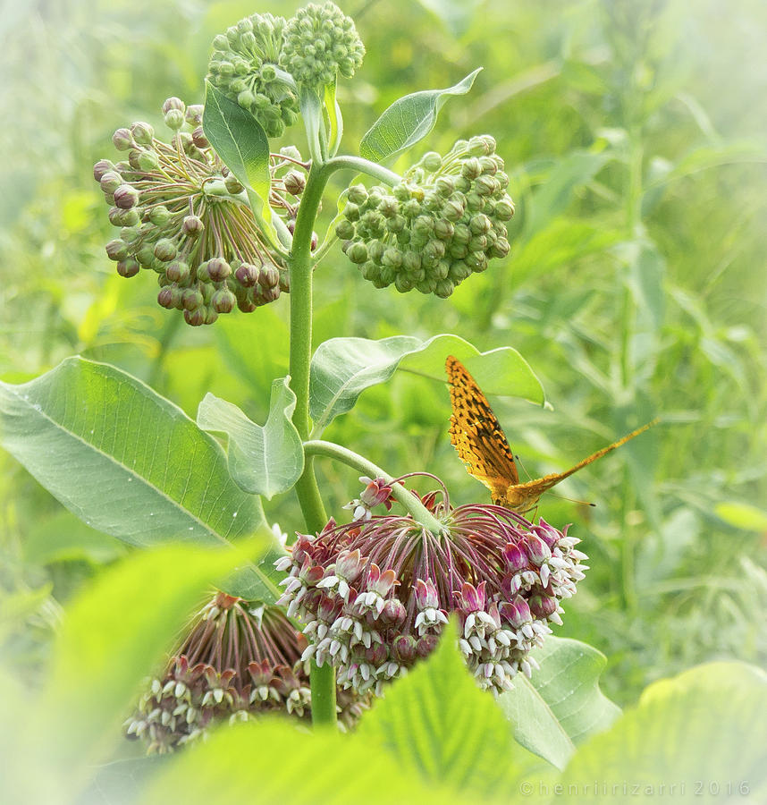 Butterfly On Wild Flowers Photograph by Henri Irizarri