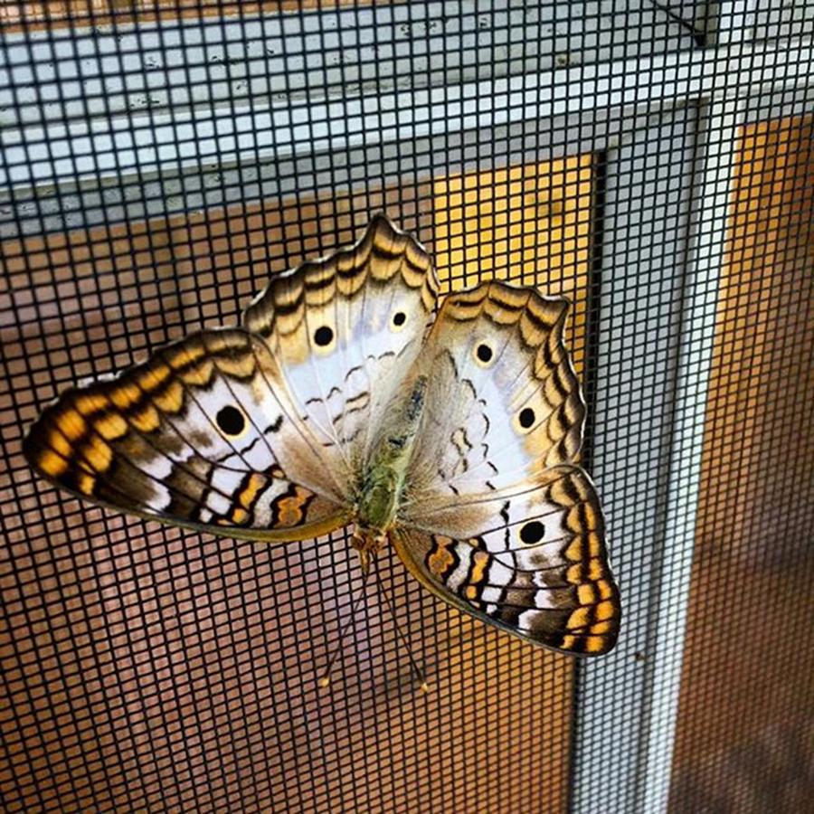 Butterfly Photograph - Butterfly On Window Screen by Juan Silva