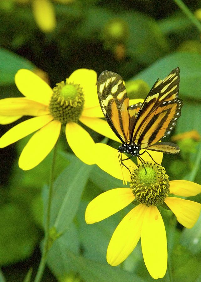 Butterfly on yellow flower Photograph by Robert Suggs