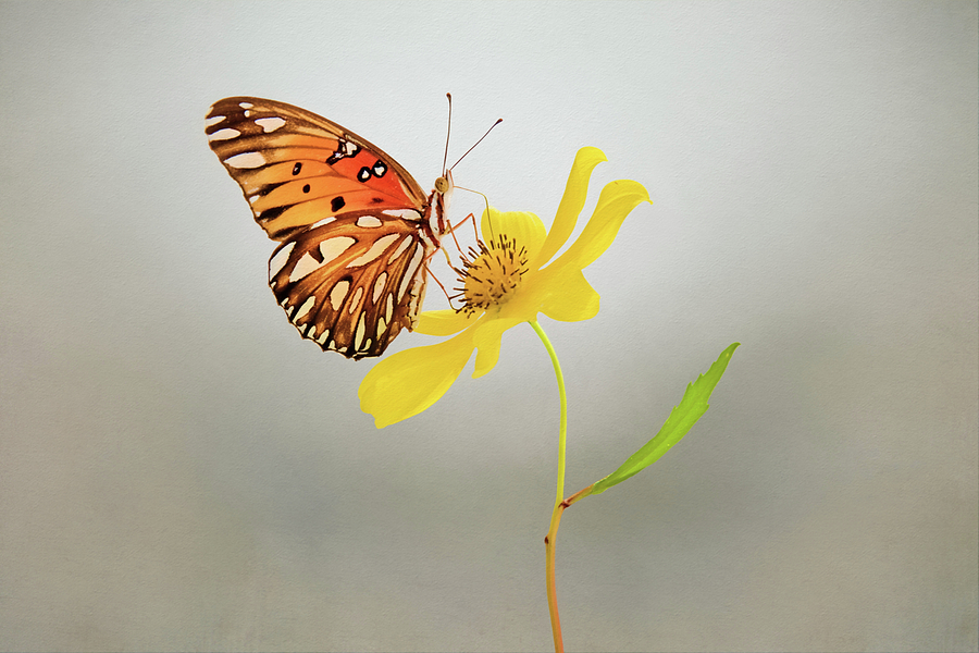 Butterfly on Yellow Flower Photograph by Steven Michael