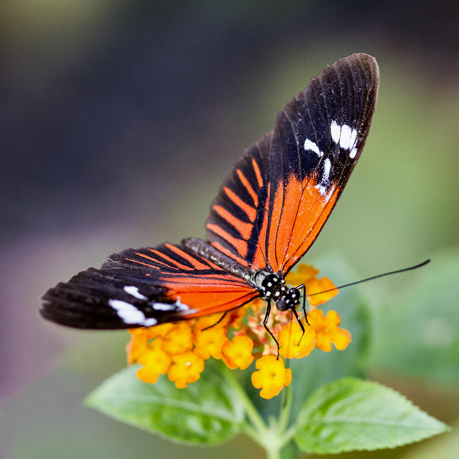 Butterfly on Yellow Flowers Photograph by Bob Slitzan