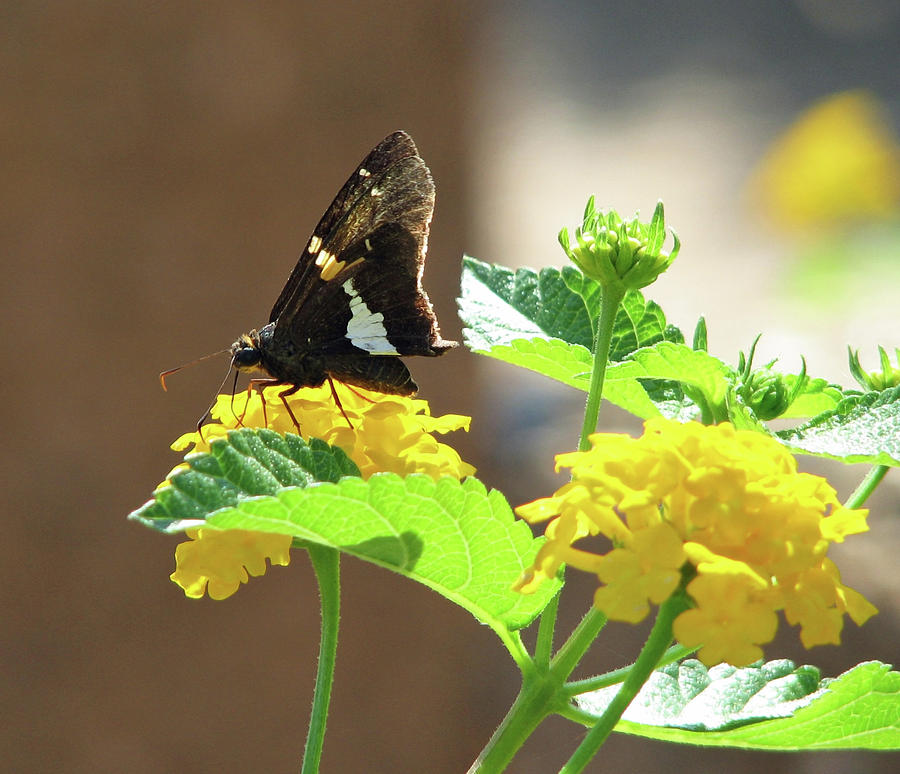 Butterfly on Yellow Flowers Photograph by Marie Jamieson