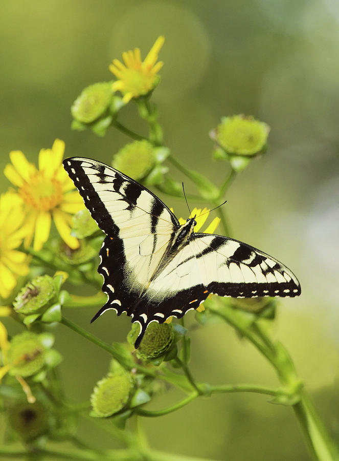 Butterfly on Yellow Photograph by Jack Nevitt