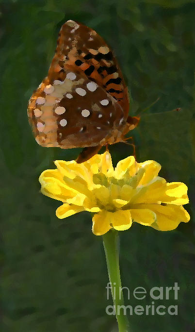 Butterfly Photograph - Butterfly on yellow by Kim Henderson