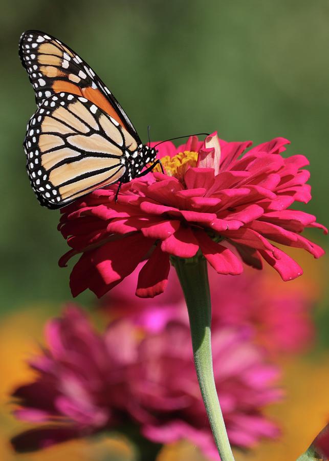 Butterfly on Zinnia Photograph by Harold Rau