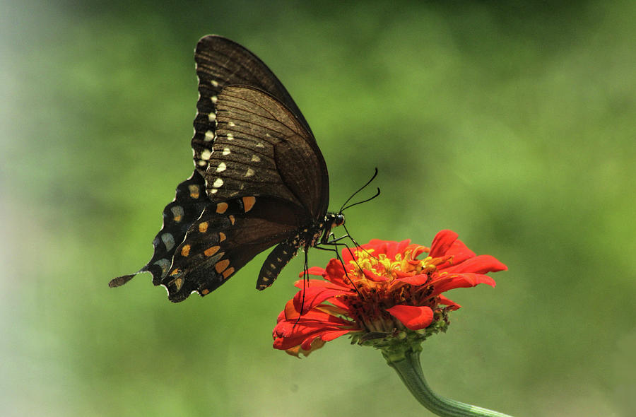 Butterfly on Zinnia  Photograph by Ola Allen