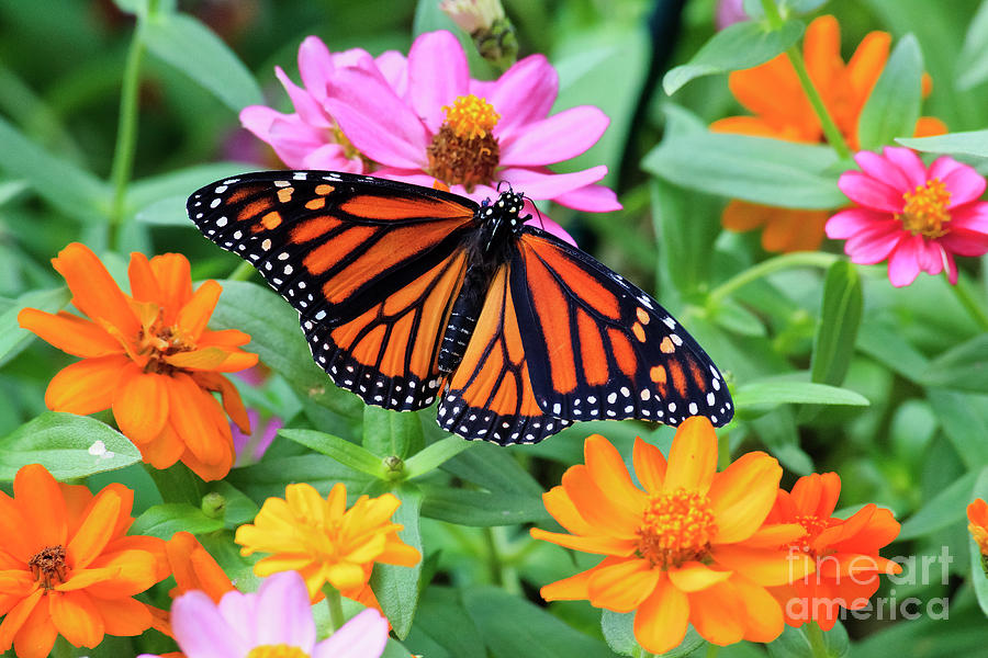 Butterfly on Zinnias Photograph by Jill Lang