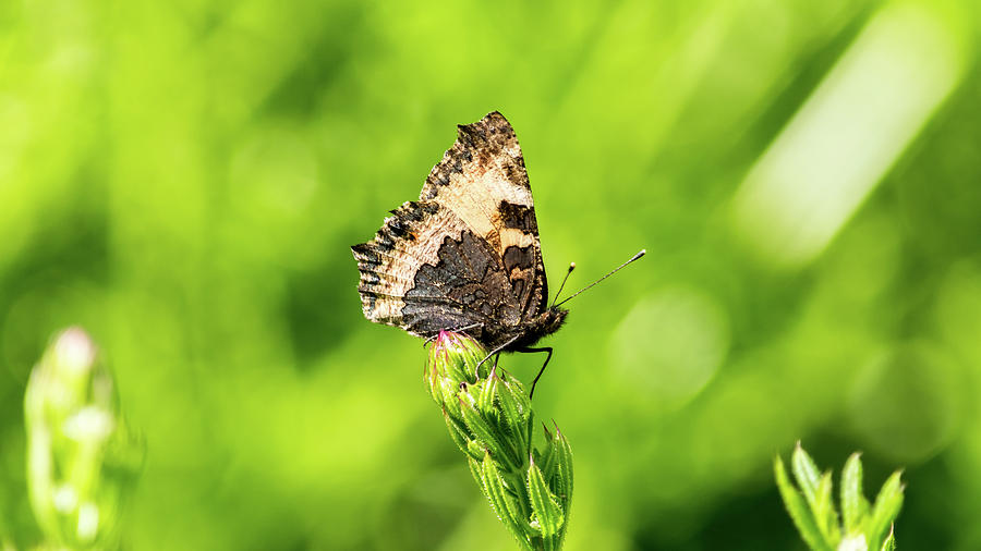 Butterfly orange and black M Photograph by Jacek Wojnarowski | Fine Art ...