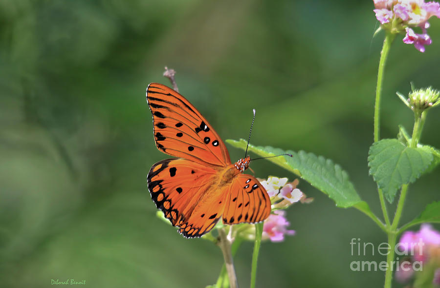 Butterfly Photograph - Butterfly Orange Beauty by Deborah Benoit
