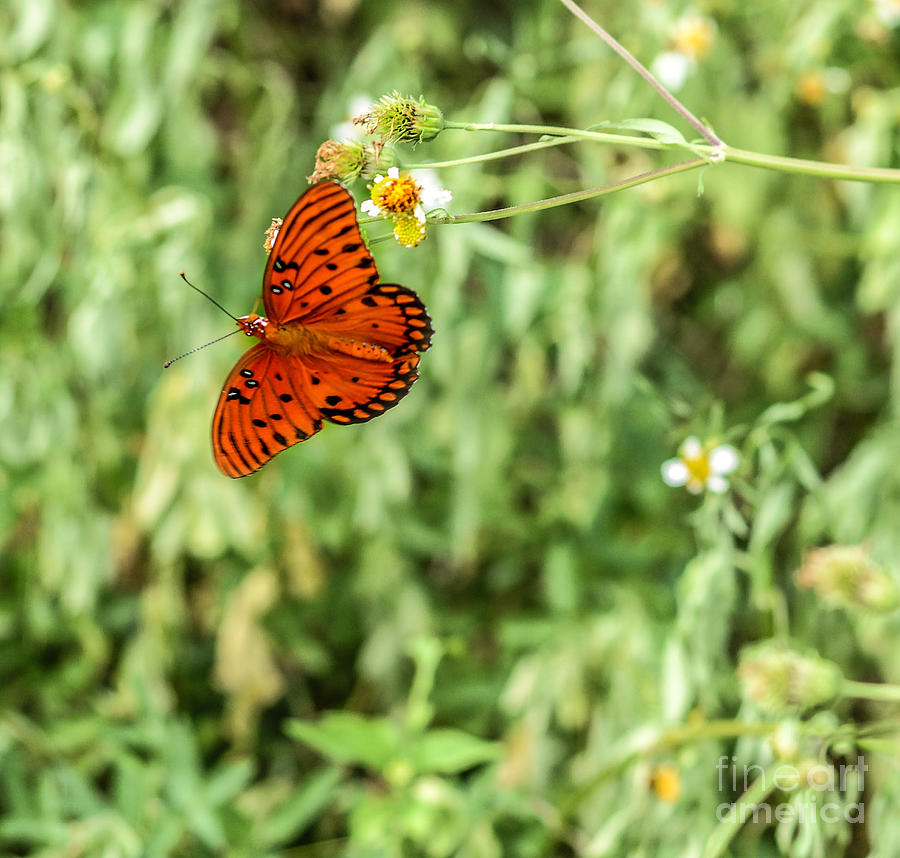 Butterfly Orange Photograph by Metaphor Photo