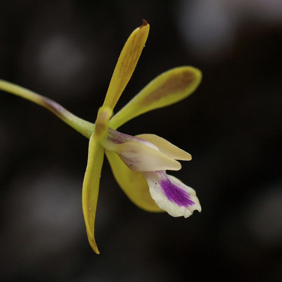 Butterfly Orchid #1 Photograph