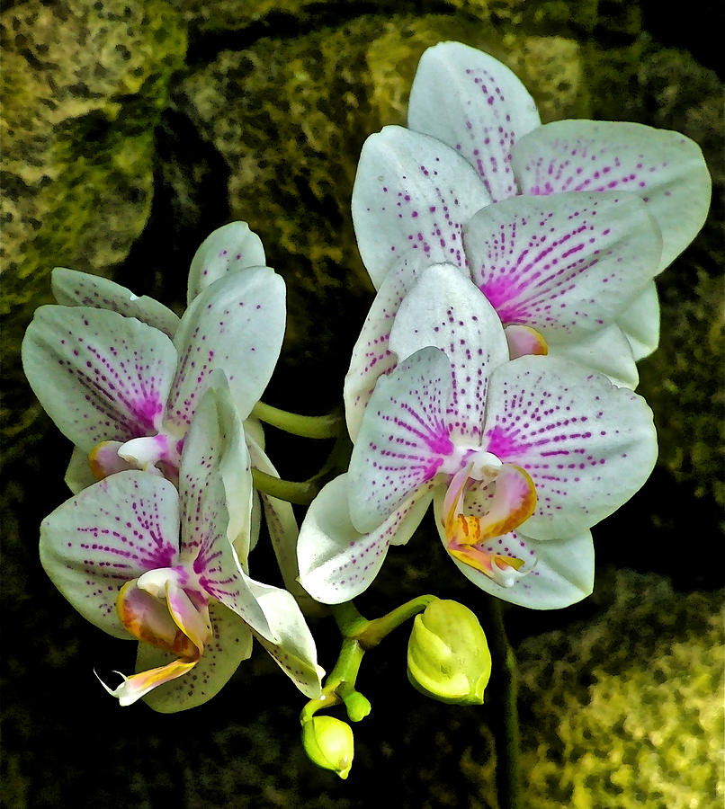 Butterfly Orchids  Photograph by Janis Senungetuk