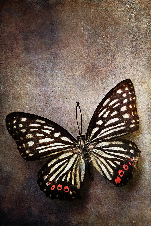 Butterfly over textured background Photograph by Stephanie Frey