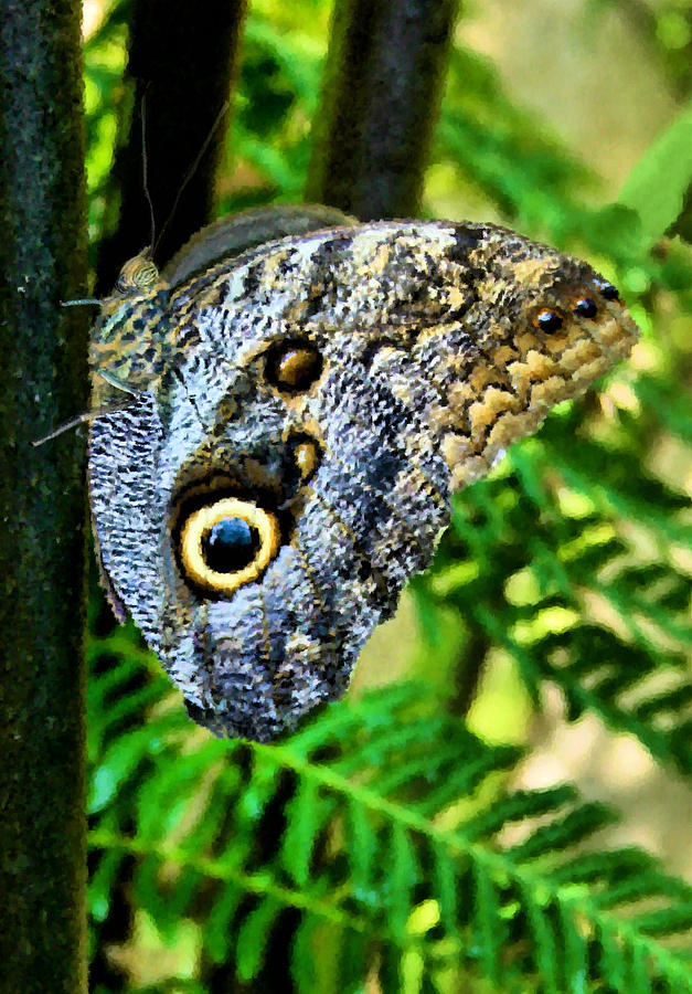 Butterfly Owl Eye Digital Art by Kristin Elmquist