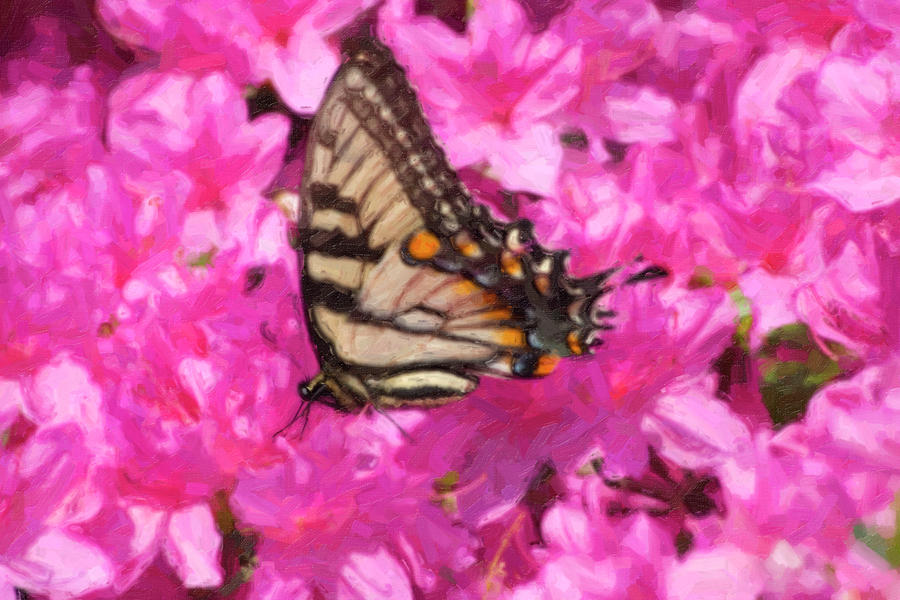Butterfly Painting Digital Art by Jill Lang