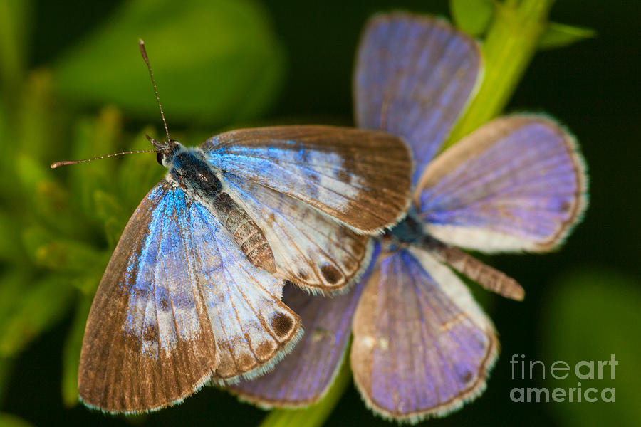 Butterfly Pair Photograph by Diane Macdonald